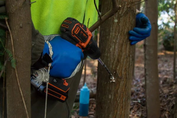 Trabajador Forestal Perforando Árboles Inyectando Sustancia Química Para Matar Árboles — Foto de Stock