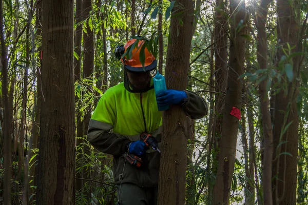 Δασοκόμος Δέντρο Γεώτρησης Έγχυση Χημικής Ουσίας Για Θανάτωση Δέντρων Στο — Φωτογραφία Αρχείου