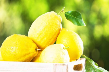 Bahçede bir kutu limon.