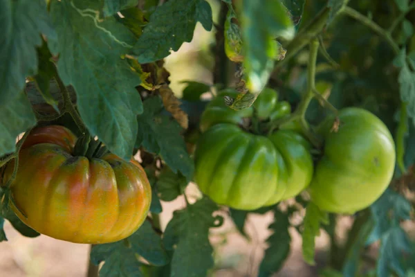 Dojrzałe Pomidory Zielonej Gałęzi Domowe Warzywa Pomidorowe Rosnące Winorośli Szklarni — Zdjęcie stockowe