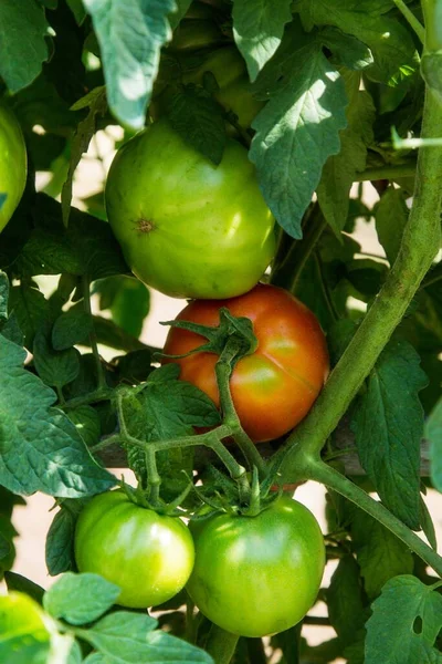 成熟的西红柿在绿枝上 温室里种植在藤蔓上的番茄蔬菜 有机农场的秋季蔬菜收获 — 图库照片