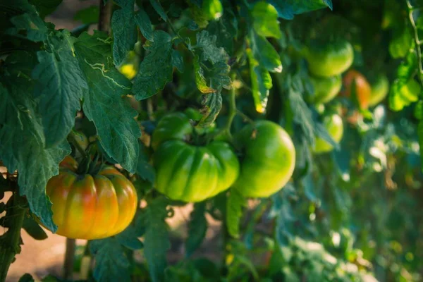 organic ripe tomatoes on the garden branch