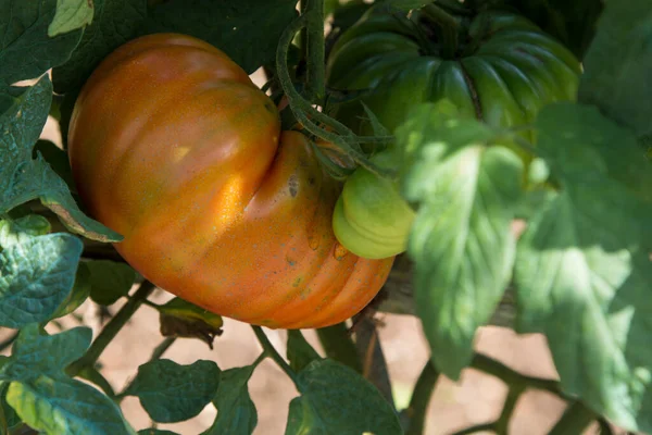 菜枝上的有机成熟西红柿 — 图库照片