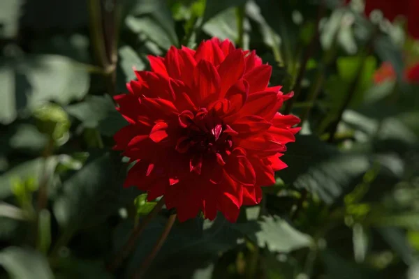 庭の菊の花 春のエントリーコンセプト — ストック写真