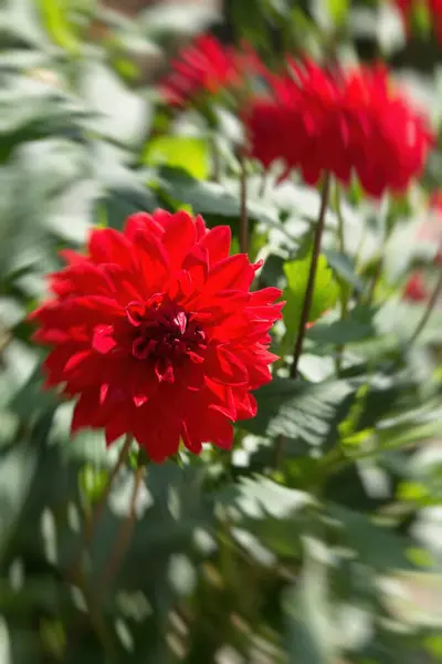 庭の菊の花 春のエントリーコンセプト — ストック写真