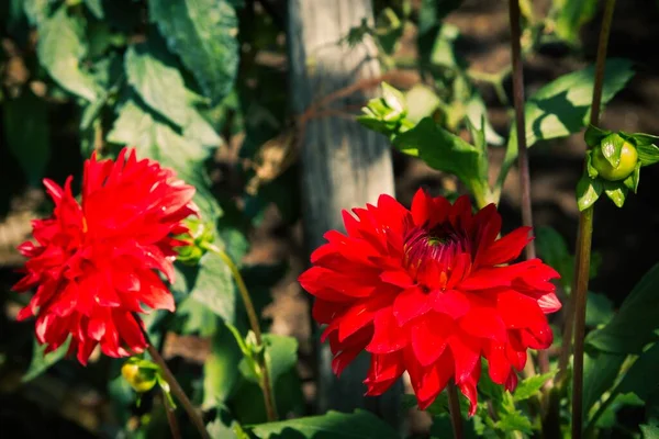 Chrysanthèmes Rouges Sur Terrain — Photo