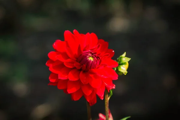 Red Chrysanthemums Field — Stock Photo, Image