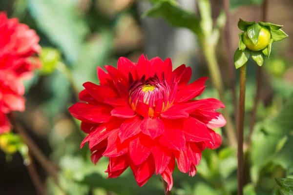 この分野の赤い菊は — ストック写真