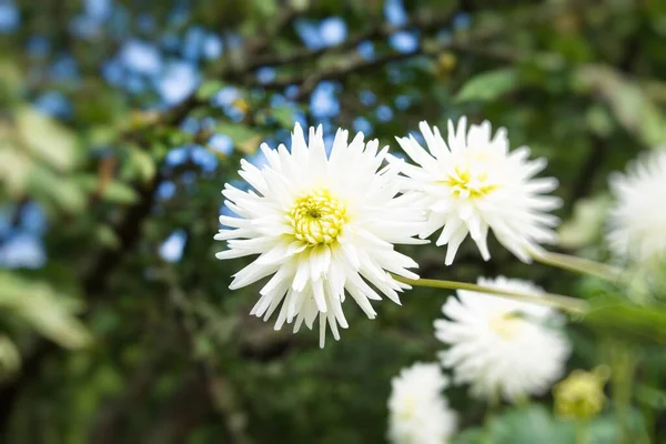 Krizantém Virágok Kertben Tavaszi Belépési Koncepció — Stock Fotó