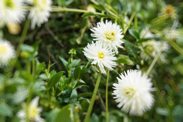 庭の菊の花 春のエントリーコンセプト — ストック写真