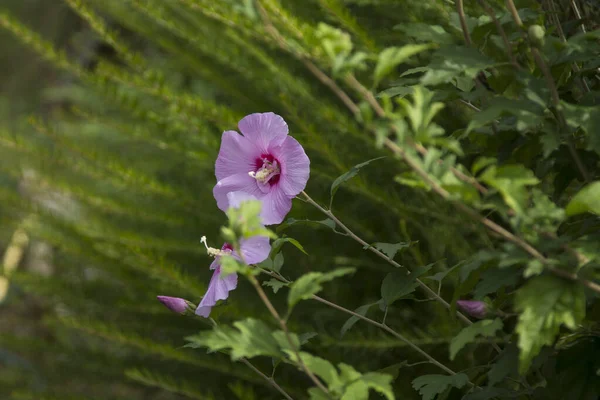 Liliowe Dzikie Kwiaty Polu — Zdjęcie stockowe