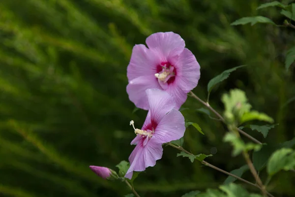 現場にいるライラックの野の花 — ストック写真