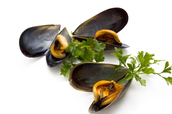 Cozze isolate — Foto Stock