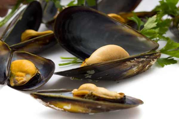 Cozze isolate — Foto Stock