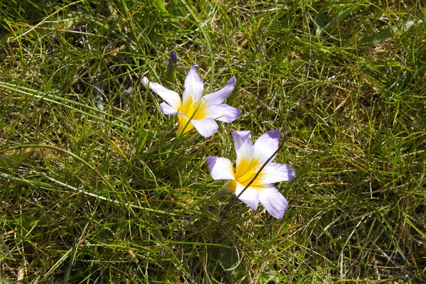 Dzikie kwiaty na polu — Zdjęcie stockowe