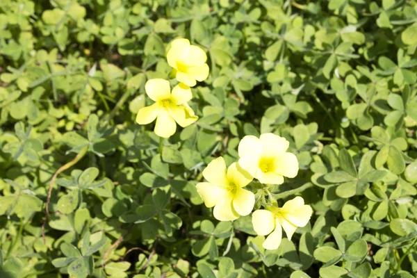 Flores silvestres no campo — Fotografia de Stock