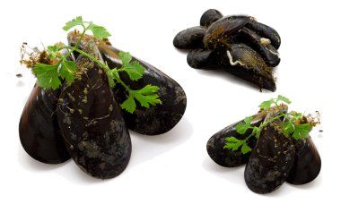 izole deniz ürünleri