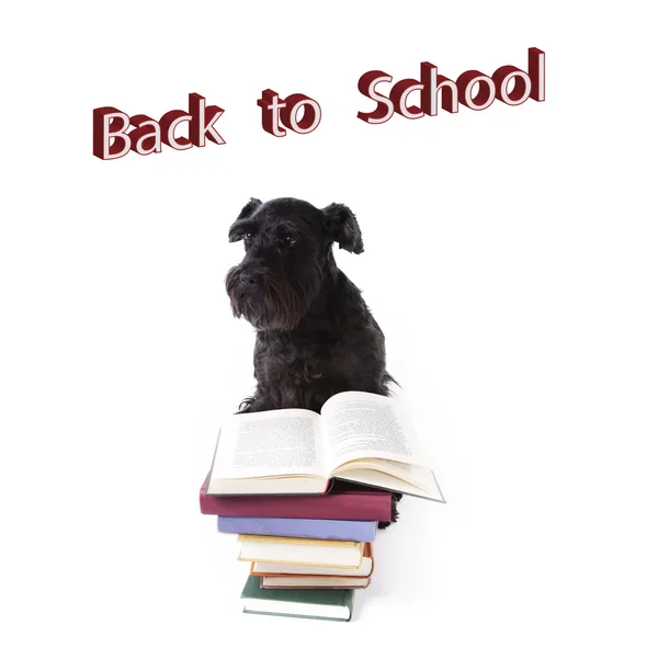 Dog returning to school — Stock Photo, Image