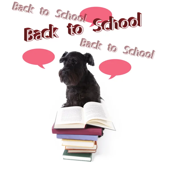 Hond terug naar school — Stockfoto