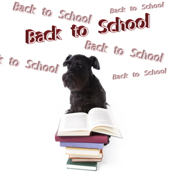 Perro regresando a la escuela — Foto de Stock
