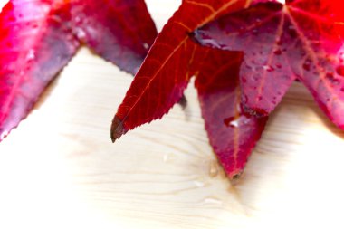 sonbahar yaprakları