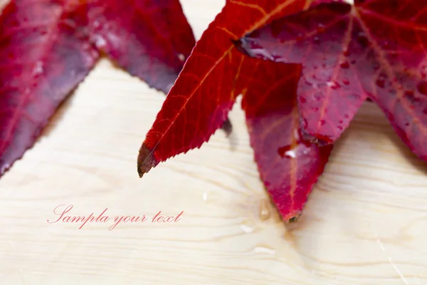 Leaves in autumn — Stock Photo, Image