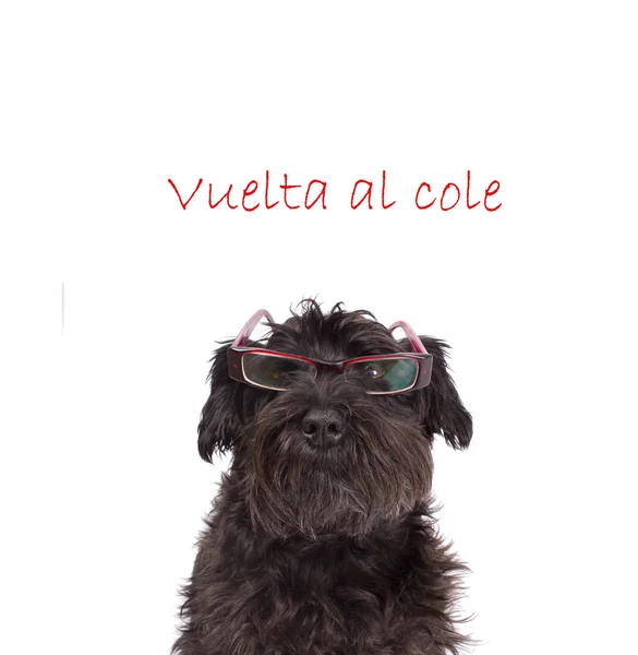 Cani con segni di ritorno a scuola — Foto Stock