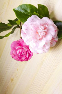 Pembe camelia