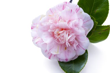 Pembe camelia