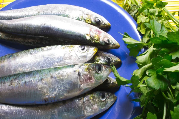 Sardines fraîches — Photo