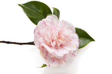 Pembe camelia izole