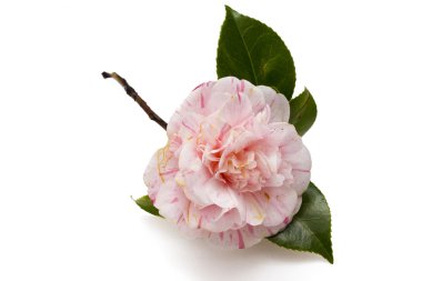 Pembe camelia izole