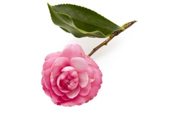 Pembe camelia izole