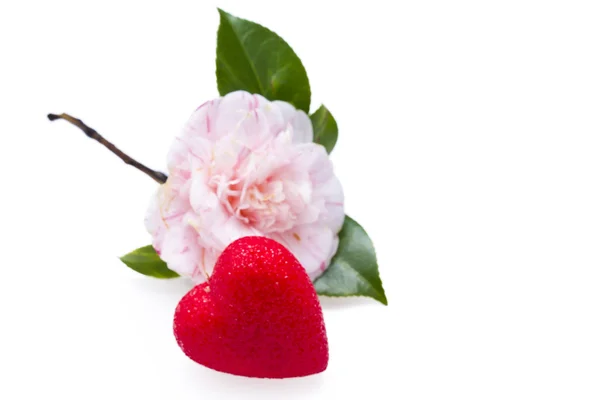 Pink camelia and heart isolated — Stock Photo, Image