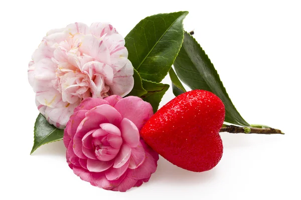 Pink camelia and heart isolated — Stock Photo, Image