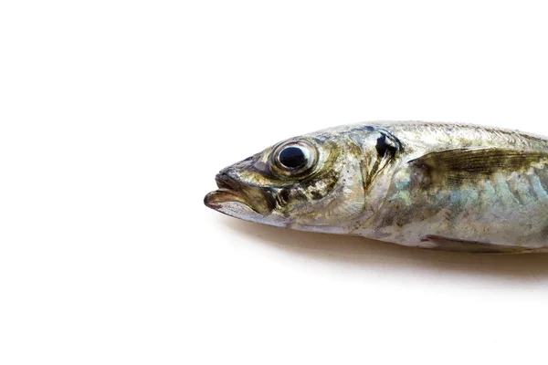 Fresh mackerel — Stock Photo, Image