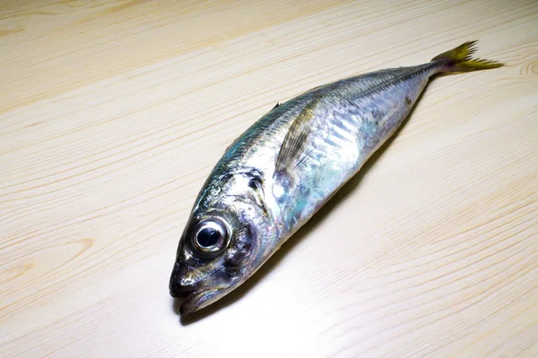 新鲜鲭鱼 — 图库照片