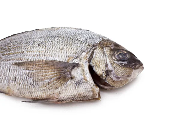 Bream isolated — Stock Photo, Image