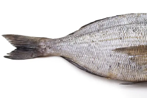 stock image Bream isolated