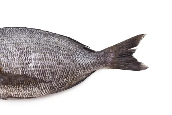 Bream aislado —  Fotos de Stock