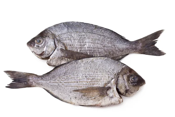 Bream isolated — Stock Photo, Image