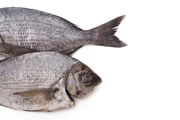 Bream isolated — Stock Photo, Image