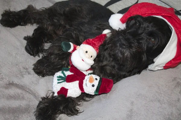 Cão com decorações de Natal — Fotografia de Stock