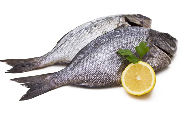 Fish isolated — Stock Photo, Image