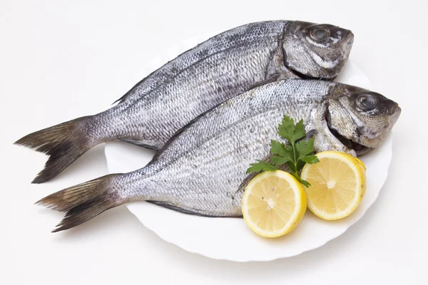 Frischer Fisch isoliert — Stockfoto