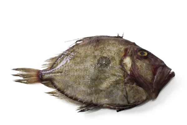 Frischer Fisch isoliert — Stockfoto