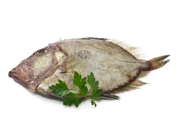 Färsk fisk isolerade — Stockfoto