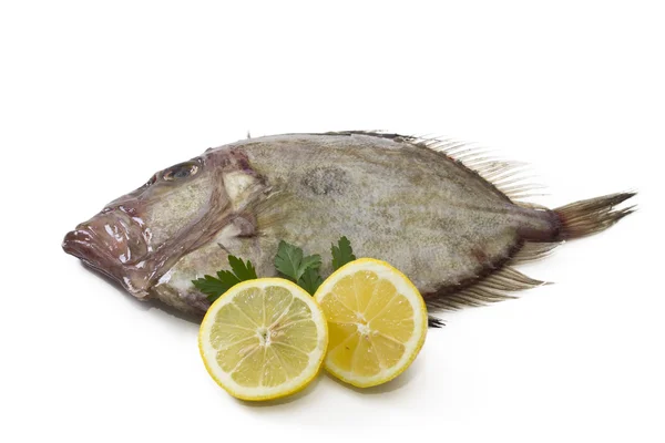 Peixe fresco isolado — Fotografia de Stock