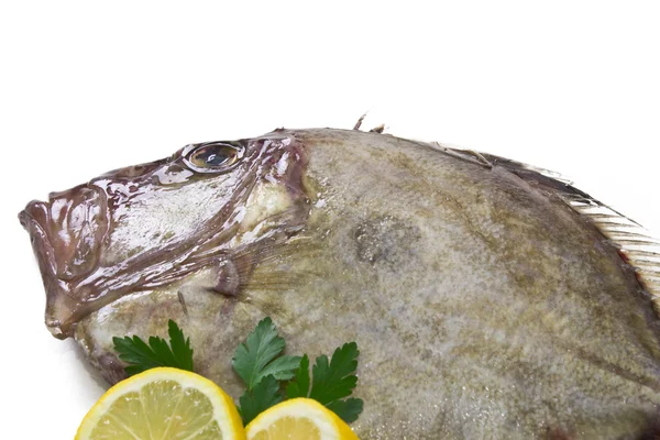 Frischer Fisch isoliert — Stockfoto