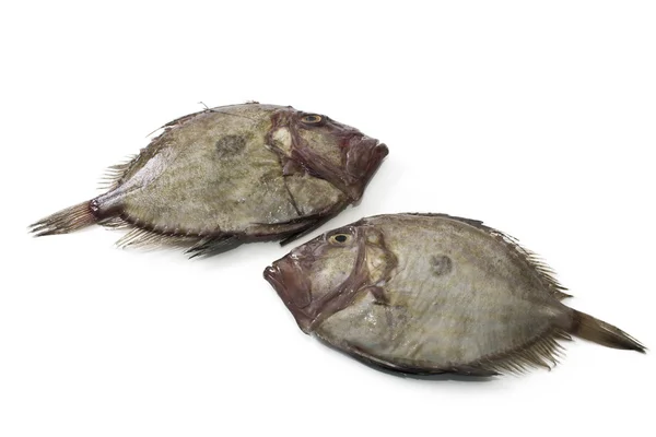 Fresh fish isolated — Stock Photo, Image